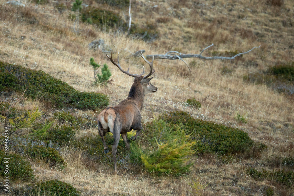 Obraz premium animal