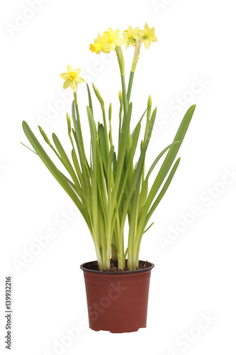 Flower of a daffodil in a pot.