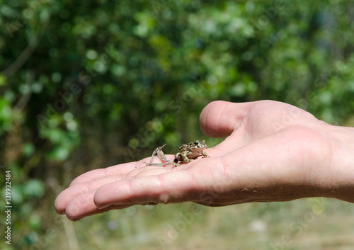 frog on a hand