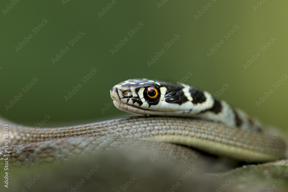 Fototapeta premium animal