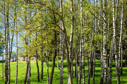 свежая весенняя зелень средней полосы России