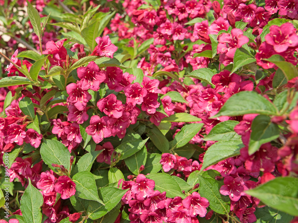 Weigelie, Weigela Weigelie, Weigela