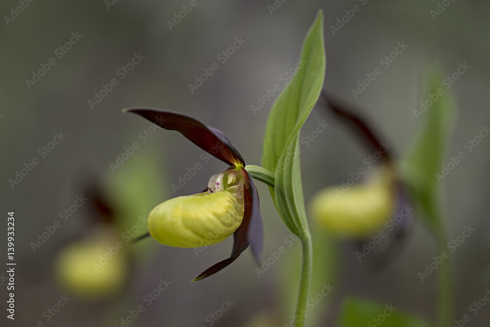 orchid orchid
