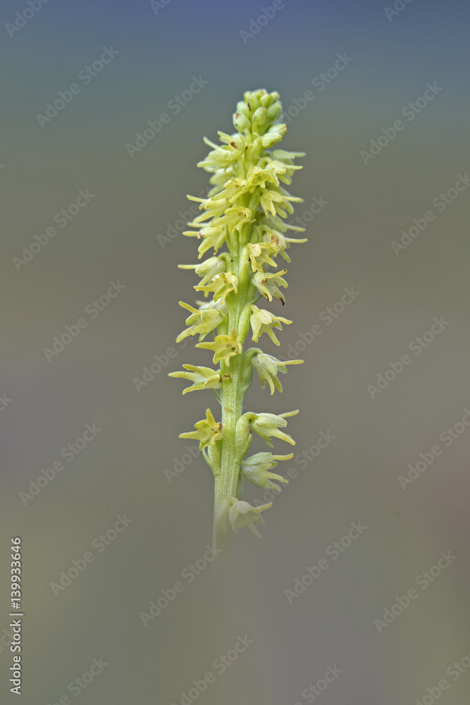 orchid orchid