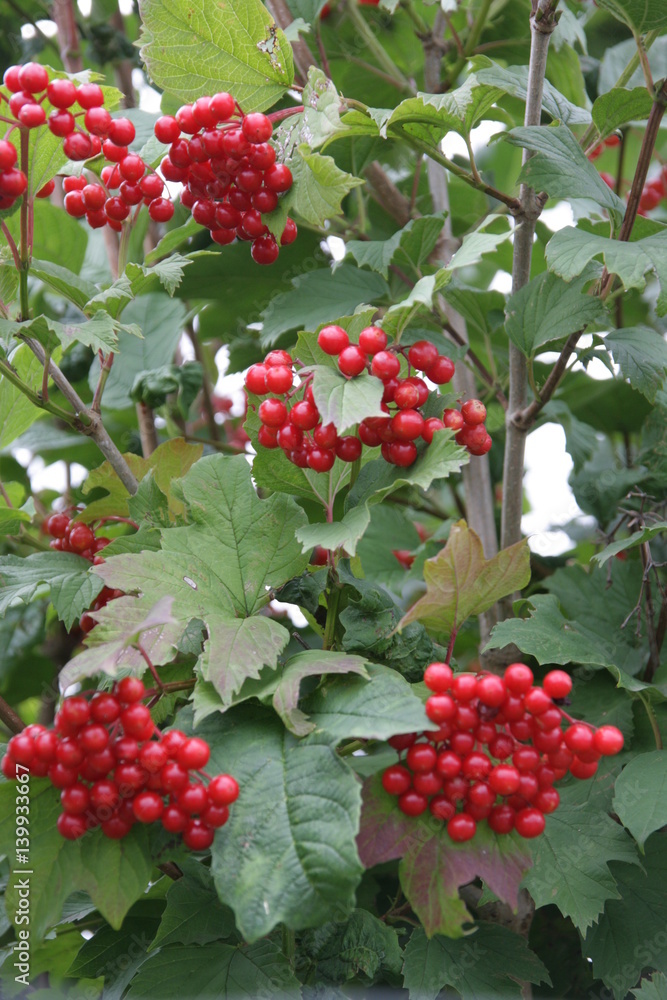 Viburnum opulus Früchthecke Viburnum opulus Früchthecke
