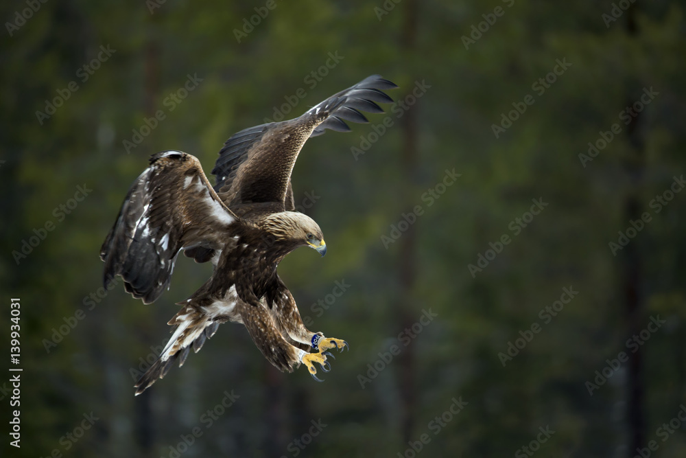 Fototapeta premium animal