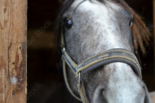Fototapeta Naklejka Na Ścianę i Meble -  Portrait of a horse
