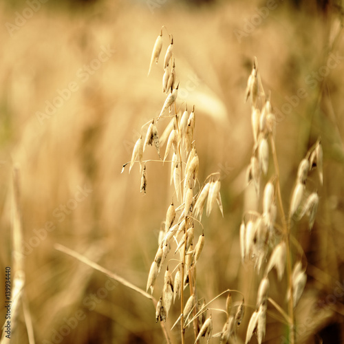 The oats growing on the field, close-up. Closeup. Agriculture.