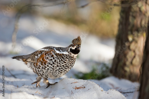 Obraz na plátne animal