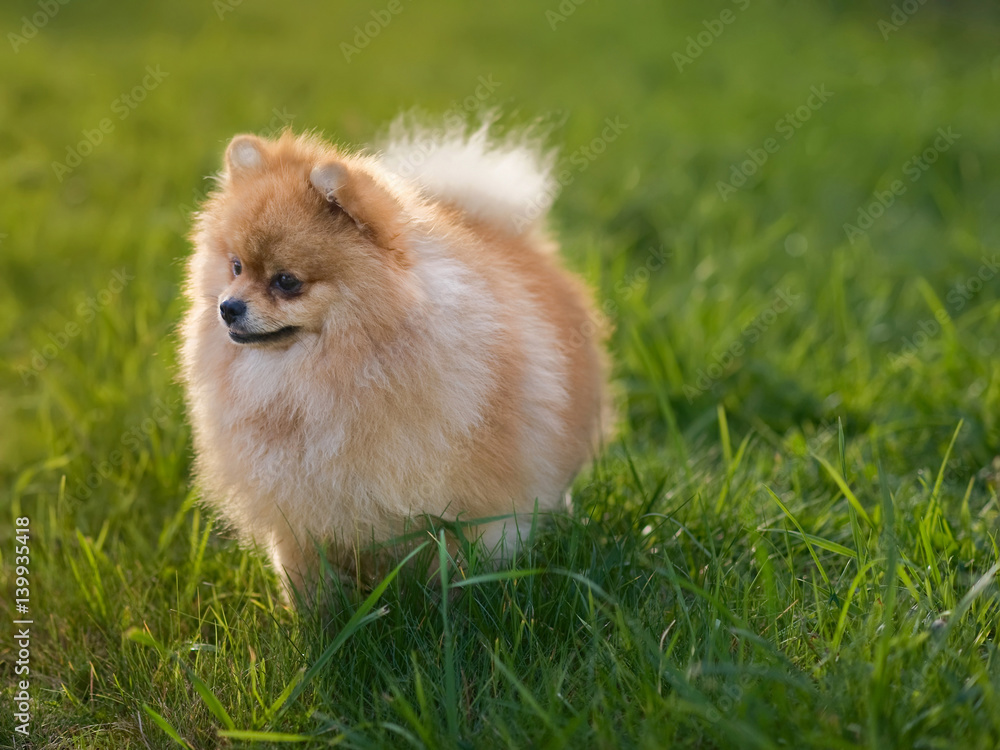 Red Spitz in green grass.  Cute fluffy Pomeranian dog outdoor walk in sunny day. Close-up