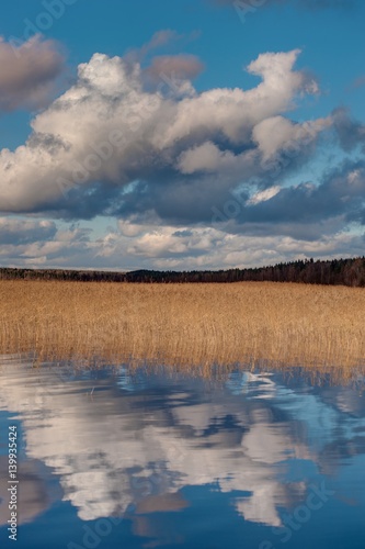 Dry cane thicket golden reflection blue pond water, thickets of dry reeds pond bank plants, winter nature wallpaper photo