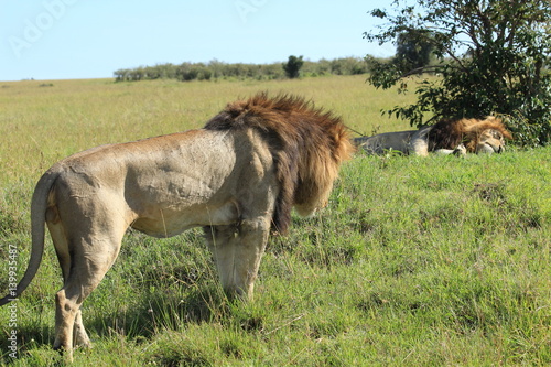 Mature lions walking and sleeping in Kenya