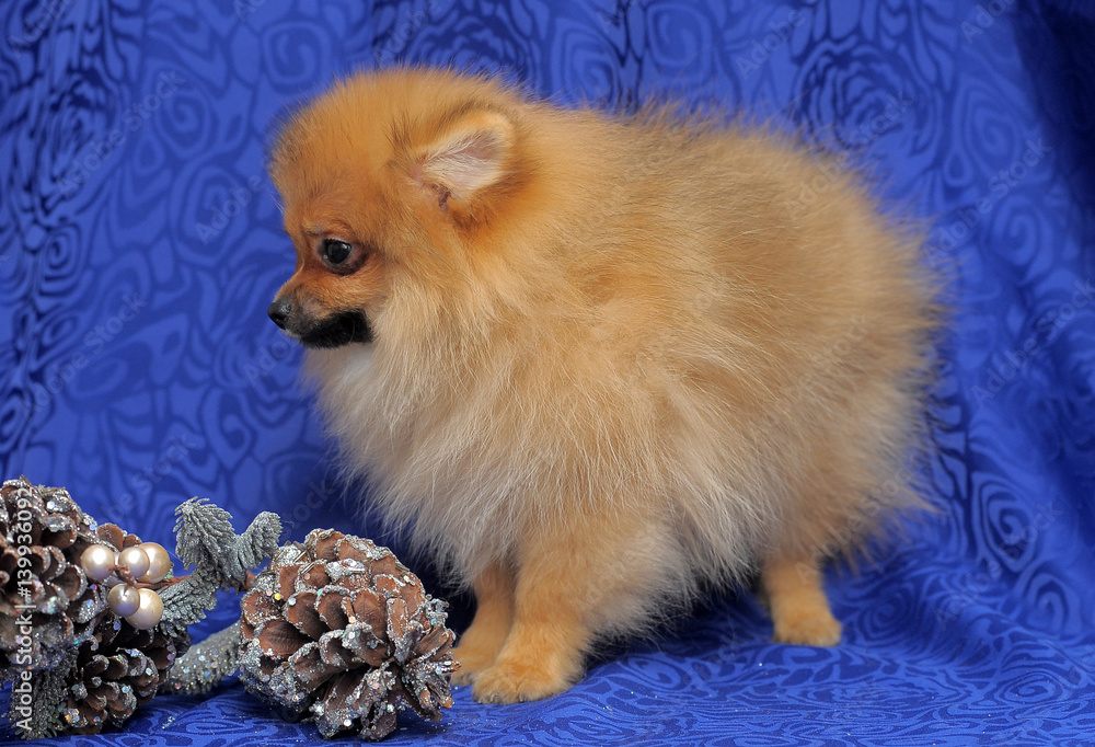 Obraz premium Spitz - pomeranian red dog portrait.