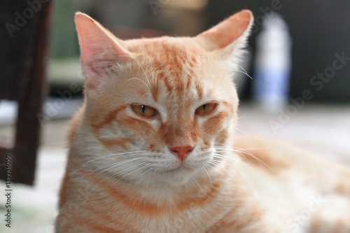 Orange cat Close up, beautiful and lovely © pramot48