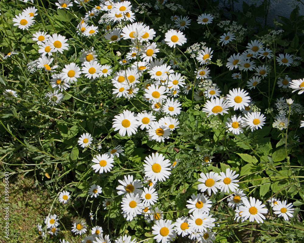 Margarete StockFoto Adobe Stock
