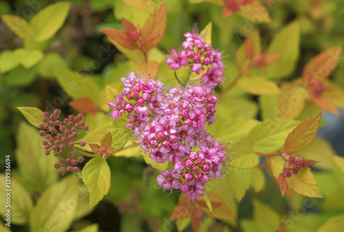 Spiraea japonica Golden Princess