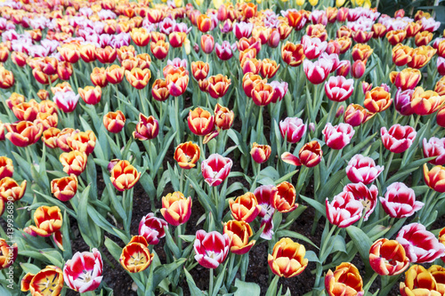 colorful Tuilip in the garden. photo