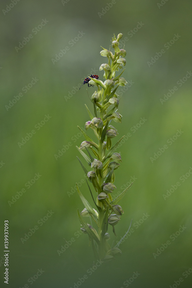 orchid orchid