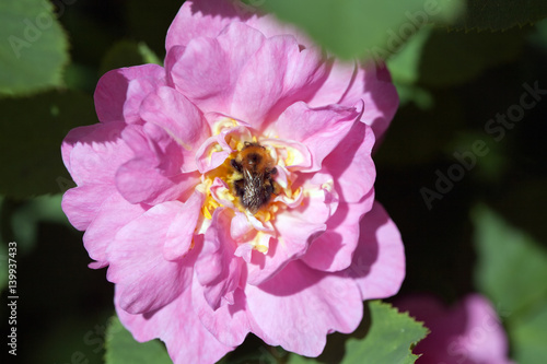 bee on rose