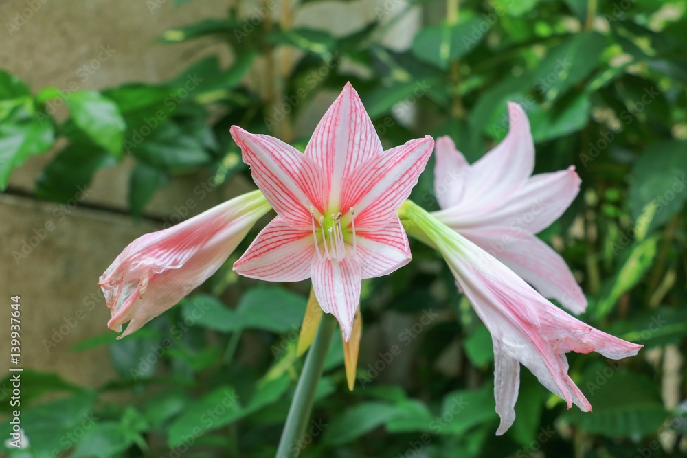 Fototapeta premium Hippeastrum flower with beautiful in nature