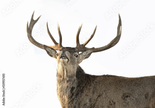 Red deer with large antlers isolated on a white background sniffing the air in the winter snow