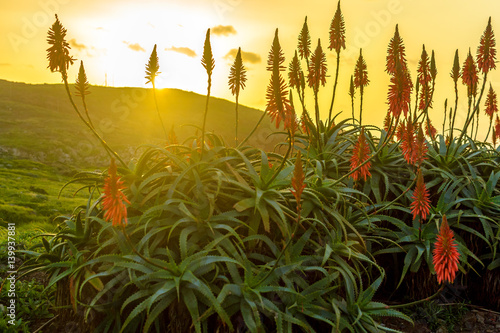 Aloe vera flower blooming near the ocean at sunrise on the island of Madeira photo