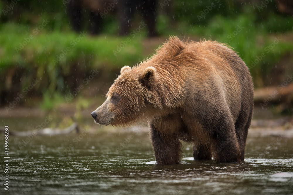 Fototapeta premium bear