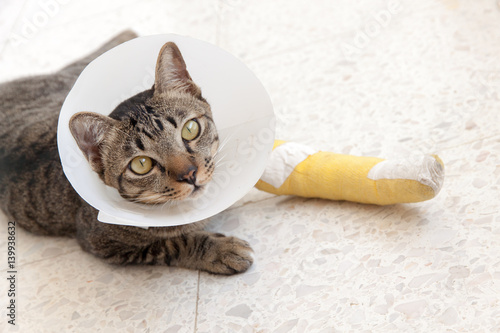broken leg splint cat
