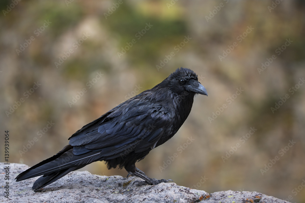 Obraz premium animal