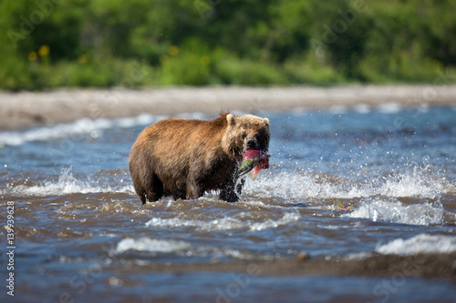 bear photo