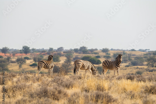 3 standing Burchell s zebra in the grasslands near Kalahari Anib lodge in Kalahari desert  Namibia