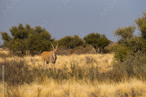 Standing eland antelope in savannah near Kalahari Anib lodge in Kalahari desert  Namibia