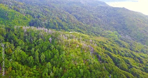 Aerial view of New Zealand tree fern forest wilderness photo