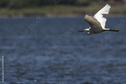 Egretta garzetta in volo