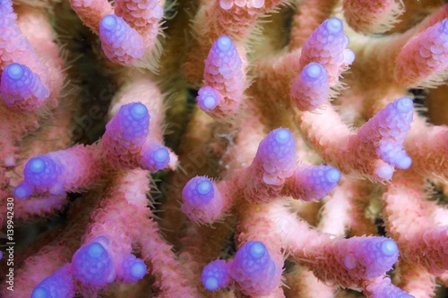 Bild auf Leinwand pink coral purple close up