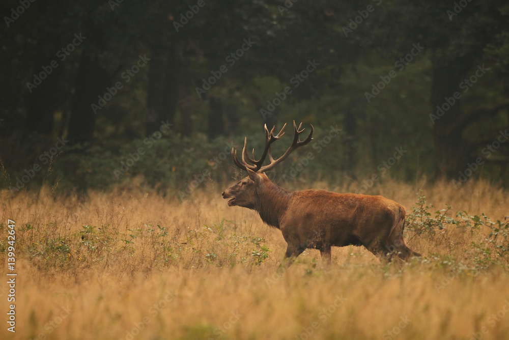 Obraz premium animal