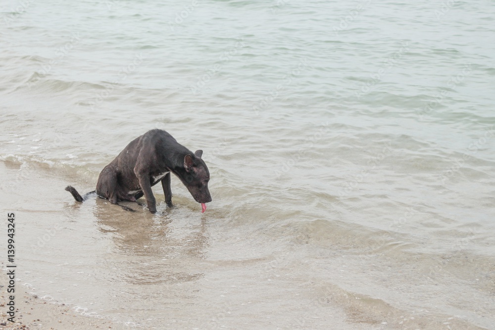 happy dog playing in the sea happy dog playing in the sea
