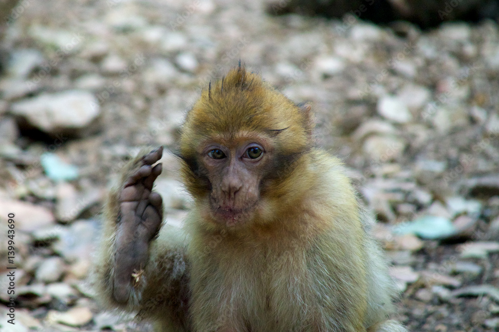 Fototapeta premium monkey foot wave hand berber baby morocco
