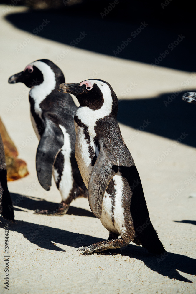 Naklejka premium Penguins at the beach