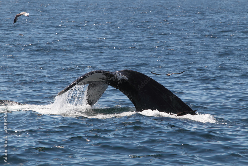 Fototapeta premium animal