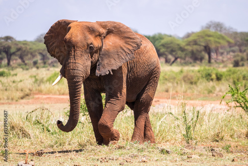 Elephant in Kenya, Africa © malajscy