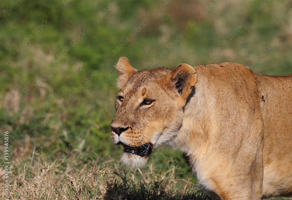 Fototapeta premium animal