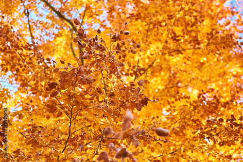 kolorowe liście jesienią na drzewie 