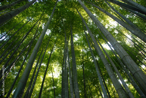 Fototapeta Naklejka Na Ścianę i Meble -  Bamboo Forrest in Kamakura, Japan