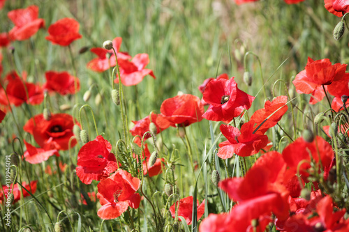 Poppies field, red flowers. Green and red colors in nature.