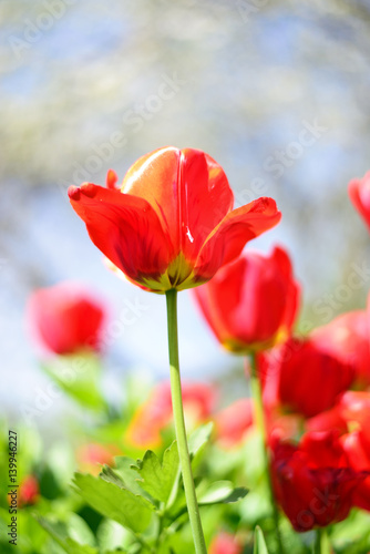 Red tulips flowers.