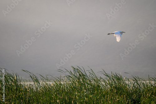 Flying bird over reeds of Jipe Lake, Kenya photo