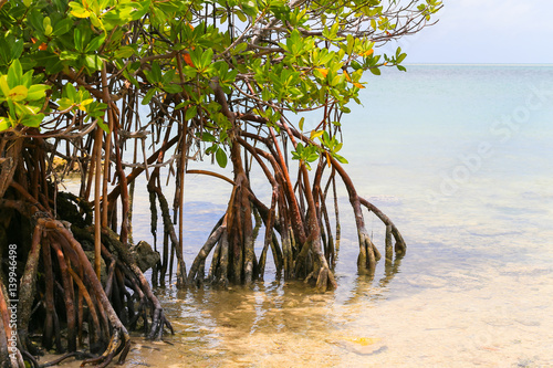 Mangroves in the Florida Keys photo