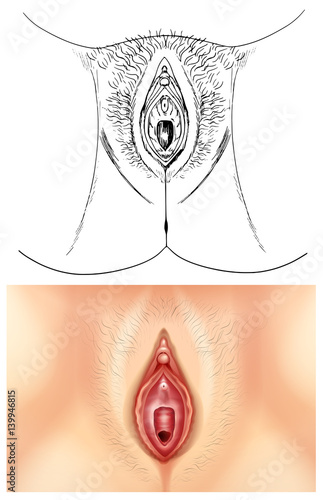 Diagram showing female vagina