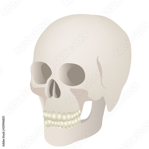 skeleton of the human skull icon, vector ilustraction design